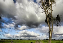 热那亚连胜瞄准意甲榜首困兽犹斗